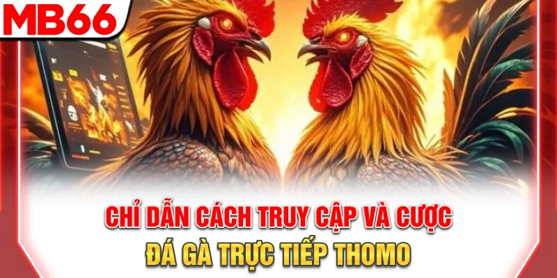 Chỉ dẫn cách truy cập và cược đá gà trực tiếp Thomo 