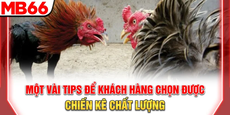 Một vài tips để khách hàng chọn được chiến kê chất lượng